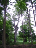 2012-06-05 055